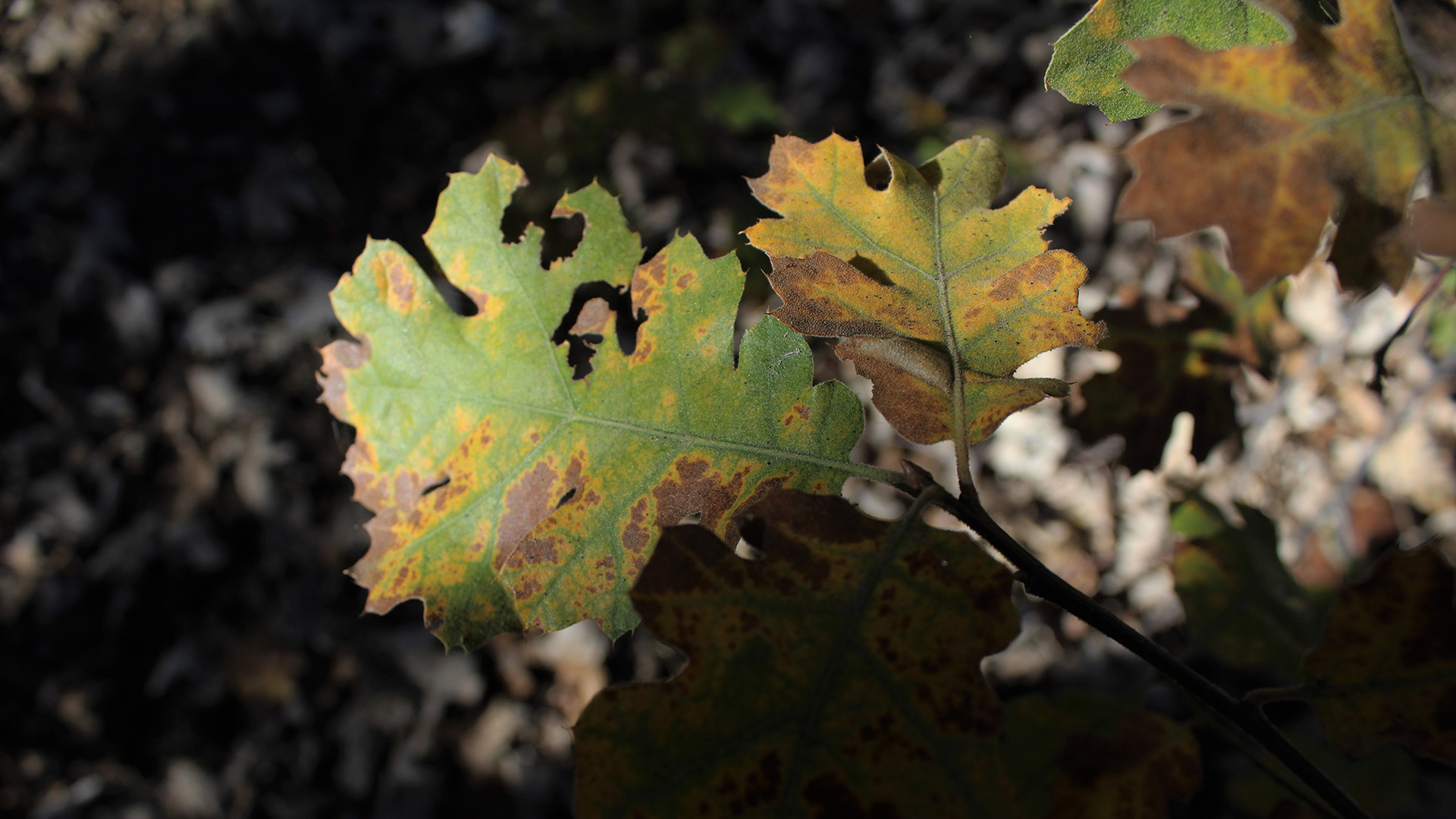 Got Yellow Leaves? Seasonal Change or Deadly Disease?