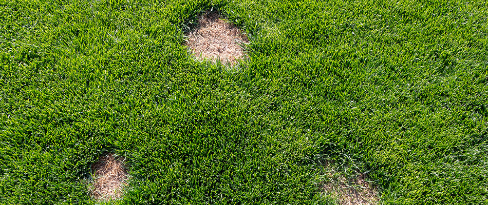 A patch of landscape infected with dollar spot lawn disease.