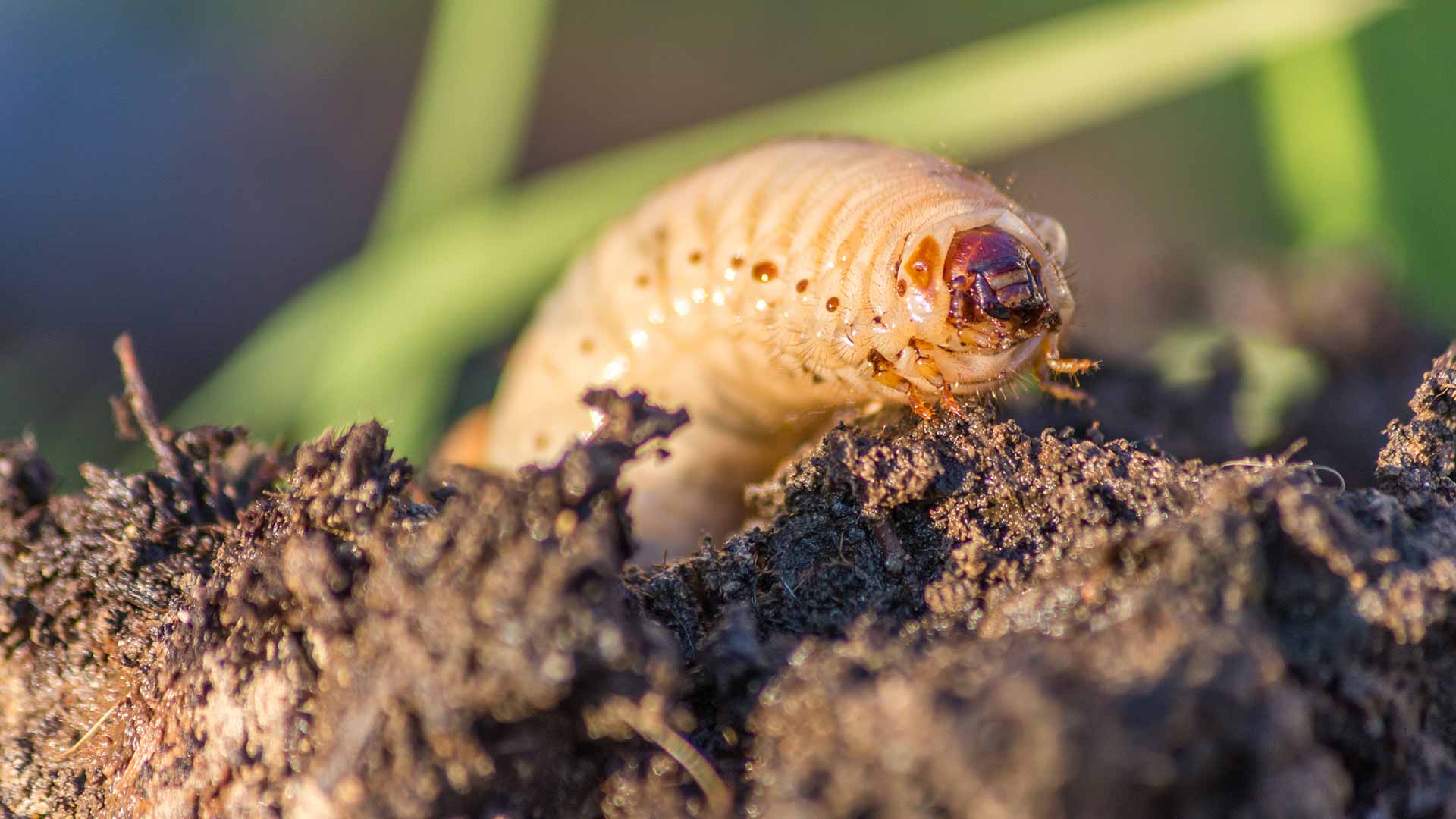 Grubs - Eww! What Are They, And Why Do They Eat My Lawn?