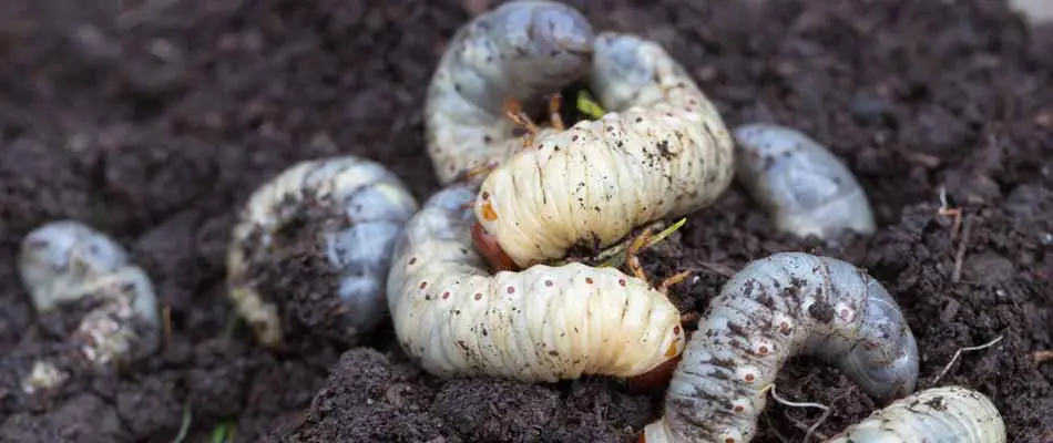A pile of grubs in soil on a property in Woodstock, GA.