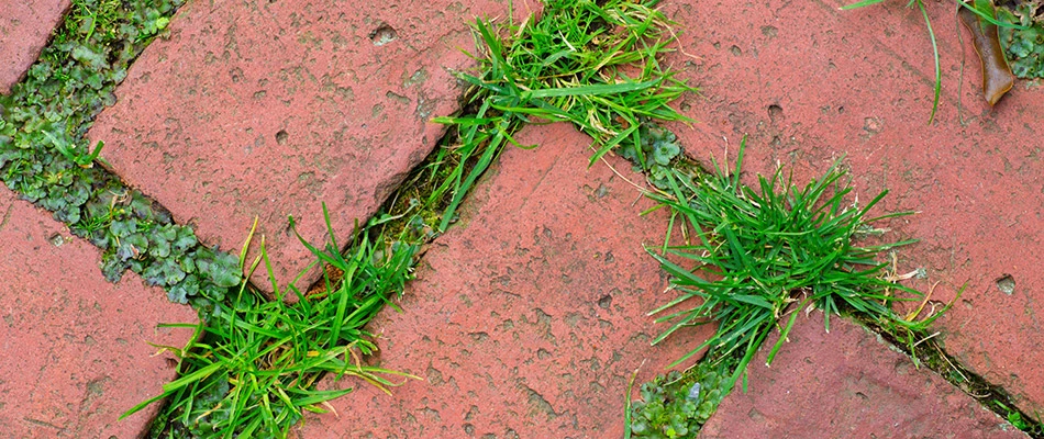 Nimblewill weeds growing between bricks by a home in Woodstock, GA.