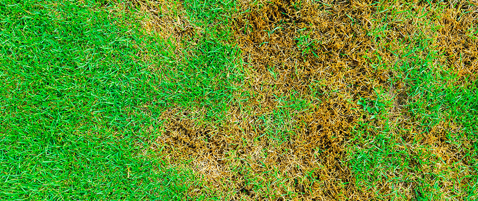 A grassy landscape infected with rust lawn disease.