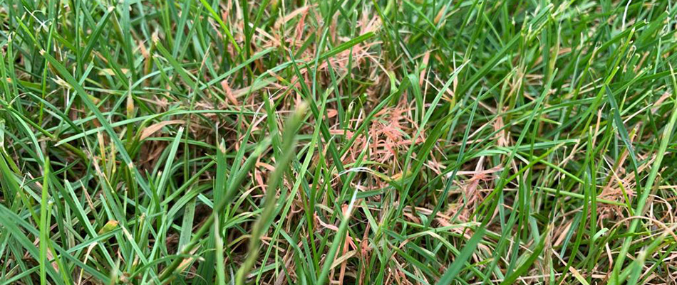 Rust lawn disease on a property in Alpharetta, GA.