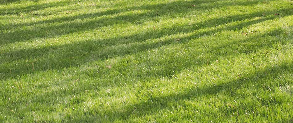 Thick, healthy home lawn with winter fertilization services in Alpharetta, GA.