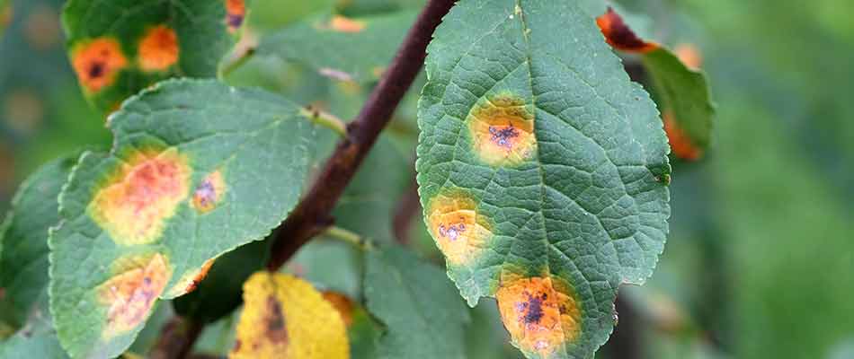 Rust disease showing on leaves on a tree near Woodstock, Georgia.
