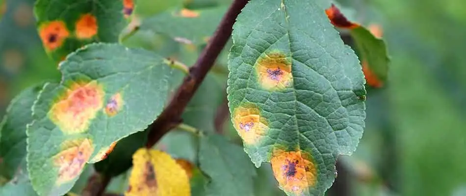 Rust disease showing on leaves on a tree near Woodstock, Georgia.
