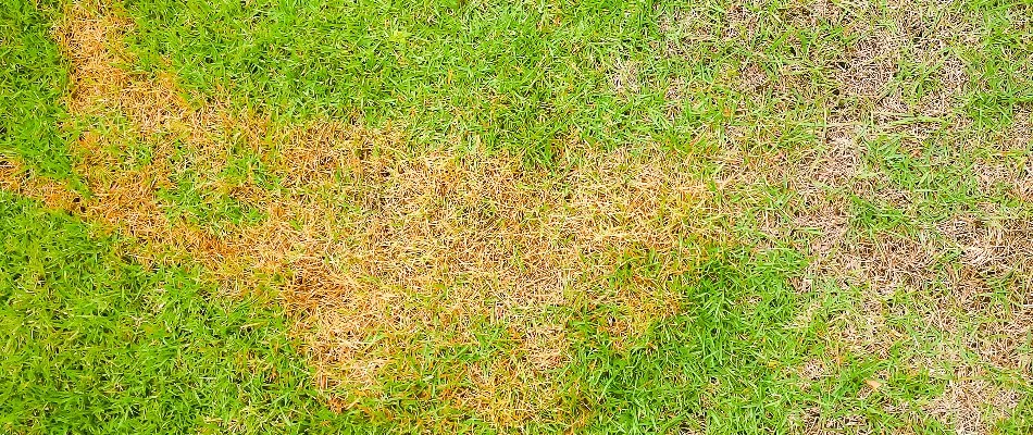 A potential client's lawn diseased with anthracnose in Johns Creek, GA.