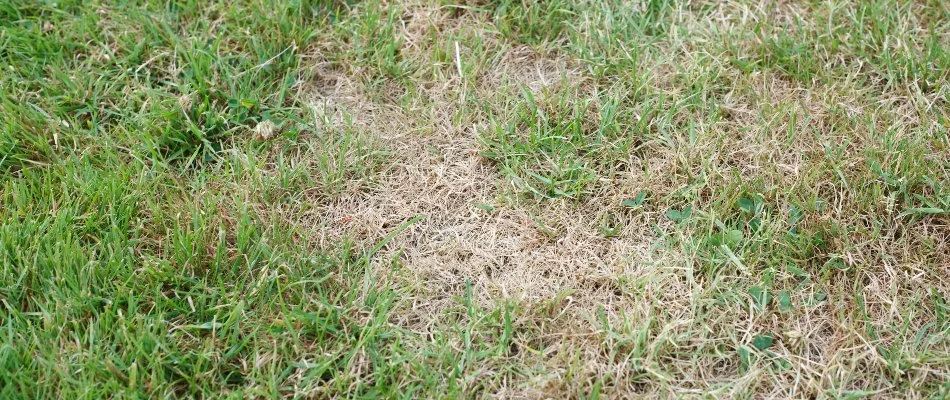 A potential client's lawn diseased with brown patch in Roswell, GA.