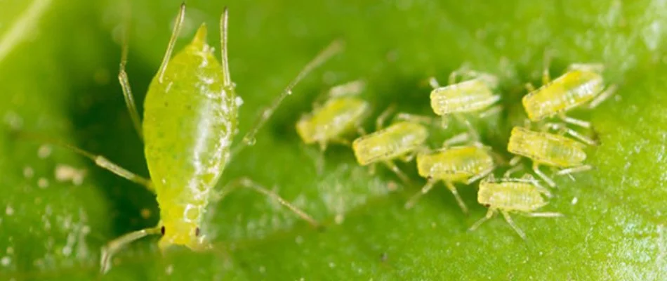 Close up on a group of aphid pests on a leaf our potential client's home in Kennesaw, GA.