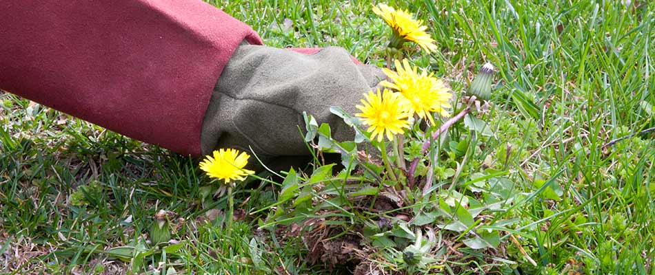 Hand pulling dandelion weeds in a lawn near Woodstock, GA.