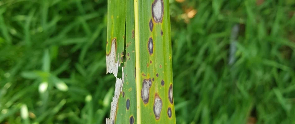 Close up on a diseased grass blade in Marietta, GA. 