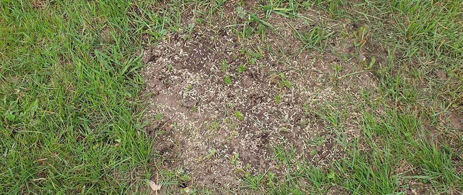 Overseeding a patchy lawn outside Marietta, Georgia.