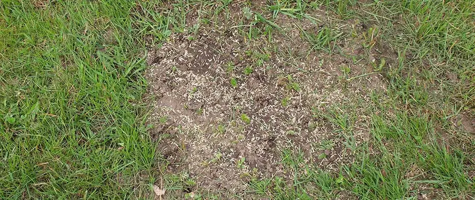 Overseeding a patchy lawn outside Marietta, Georgia.