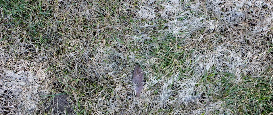 A lawn diseased with powdery mildew in Kennesaw, GA. 