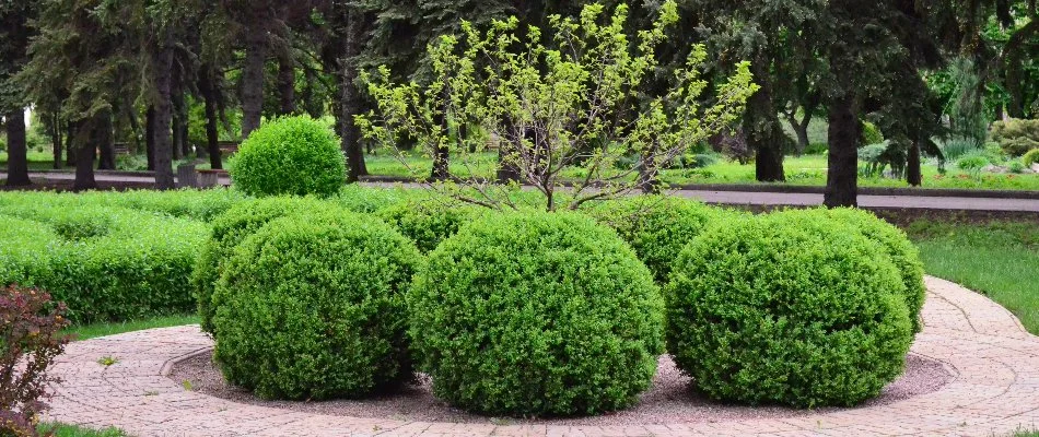 Round healthy bushes surrounded by a walkway on our client's property in Sugar Hill, GA.