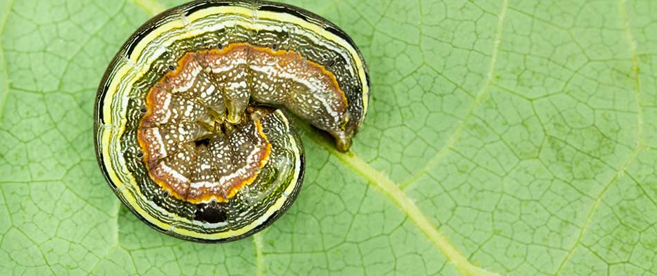 Armyworm curled on a leaf in a Roswell, GA lawn.