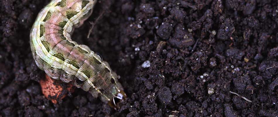 Photo of an armyworm in dark soil near Alpharetta, GA.