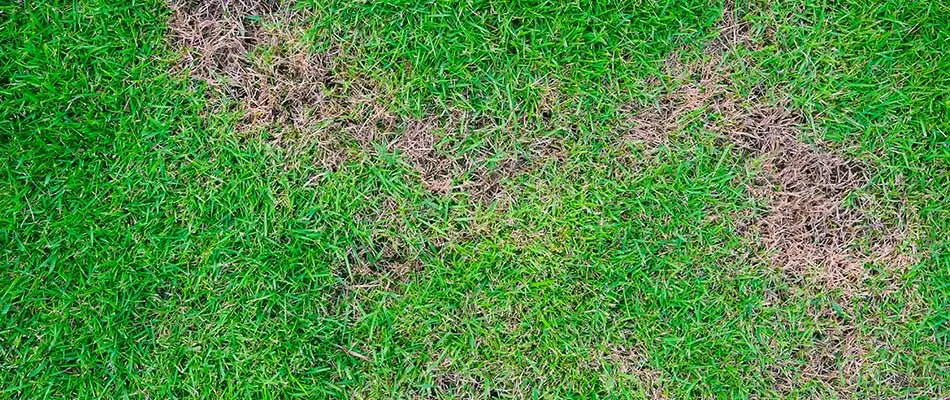 Brown spot lawn disease in the grass at a Woodstock, GA property.