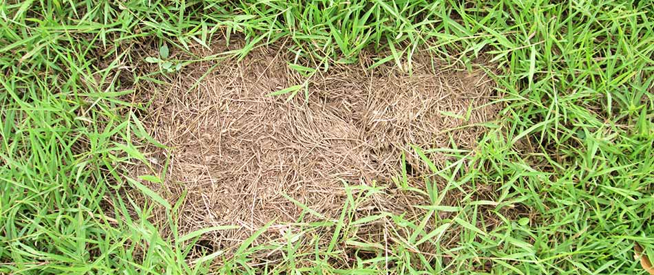Lawn with brown patch disease near Alpharetta, GA.