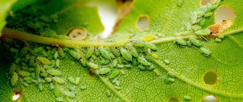 Aphids found on tree leaf in Duluth, GA.