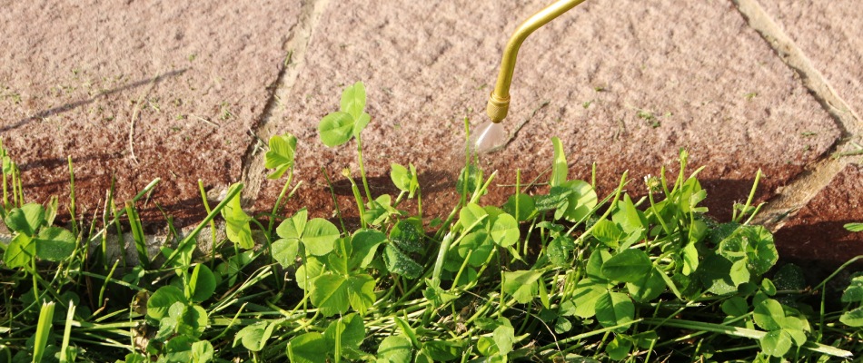 Clovers in lawn being treated with post-emergent weed control in Kennesaw, GA.