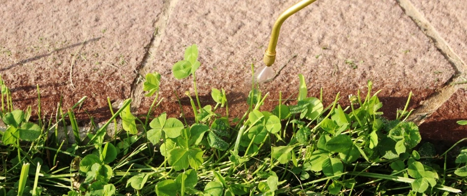 Clovers in lawn being treated in Kennesaw, GA.