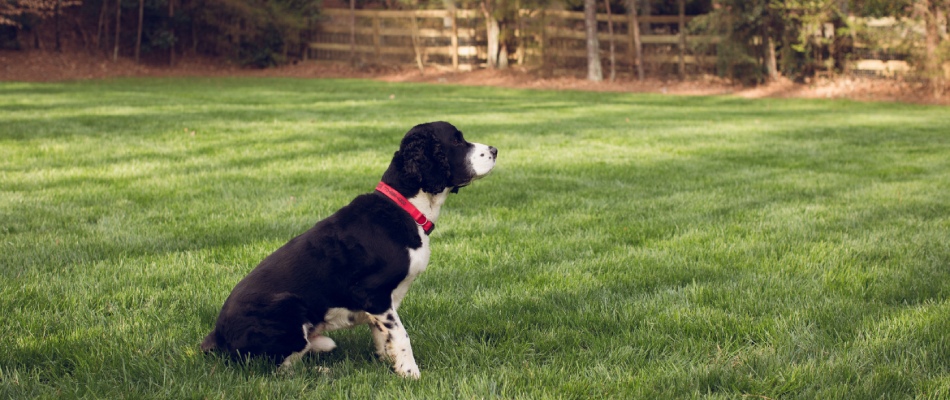 A dog on a safely treated and dried lawn in Holly Springs, GA.