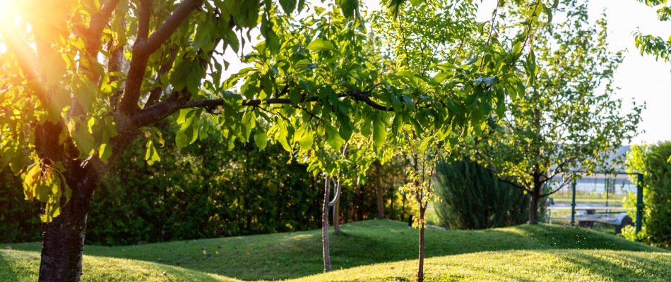 Healthy growing tree after fertilizer treatments in Alpharetta, GA.