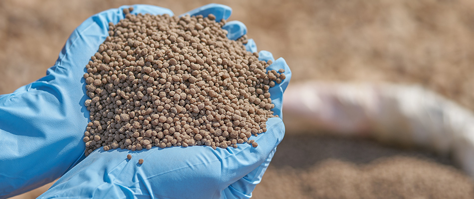 Phosphorous granular fertilizer in gloved hands at a property near Alpharetta, GA.